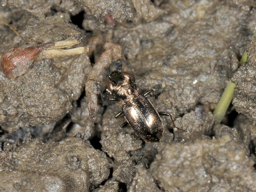 Notiophilus rufipes (cf.) - Carabidae
